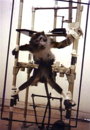 Members of Congress challenge merit of NIH monkey experiments