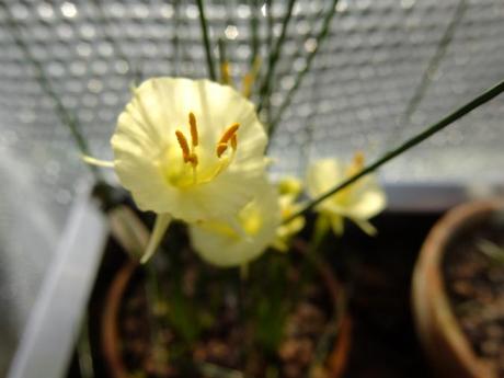 unnamed narcissus bulbicodium