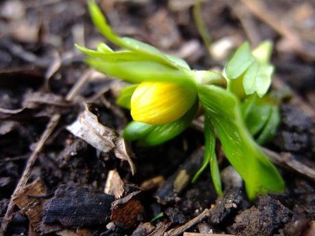 Eranthis hyemalis