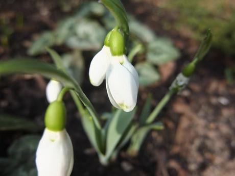 Unknown Galanthus