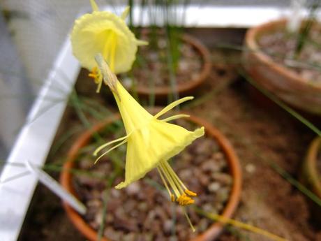 Narcissus bulbicodium 'Lemon Flare