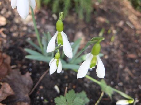 Galanthus Ding Dong