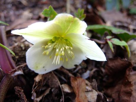 Hellebore niger