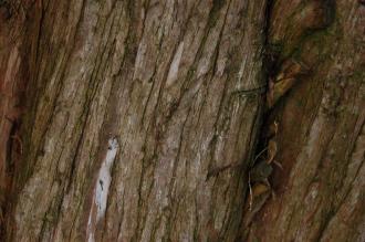 Juniperus scopulorum Bark (30/12/14, Kew Gardens, London)