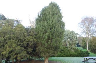 Juniperus scopulorum (30/12/14, Kew Gardens, London)