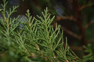 Juniperus scopulorum Adult Leaf (30/12/14, Kew Gardens, London)