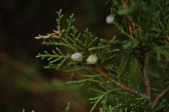 Juniperus scopulorum Berry (30/12/14, Kew Gardens, London)