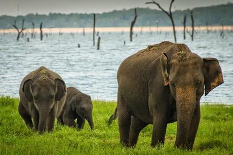 Family of elephants who had just finished drinking from the reservoir. 