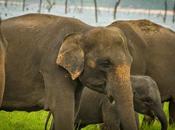 Where Best Place Lanka Elephants?