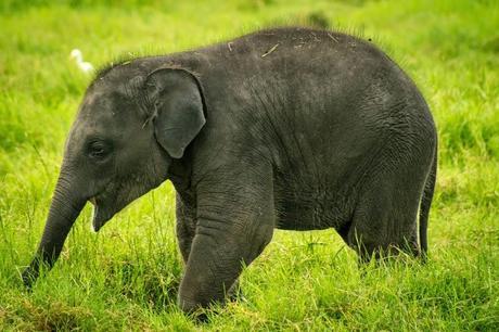 Baby elephant in Kaudulla National Park, Sri Lanka