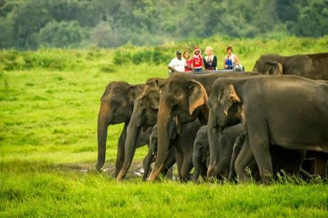 Herd of elephants at a water hole in Kaudulla National Park while tourists on a jeep safari look on.