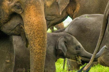 Is there anything cuter than baby elephants?  Seen in Sri Lanka.