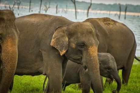 Mother and baby elephant near the Kaudulla Reservoir. 