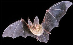 long-eared-bat-flying