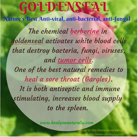 10 Benefits of Goldenseal You Didn’t Know About