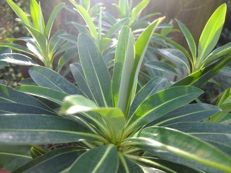 Euphorbia pasteurii ‘Phrampton  Patty’