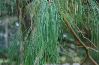 Pinus patula Leaf (30/12/14, Kew Gardens, London)