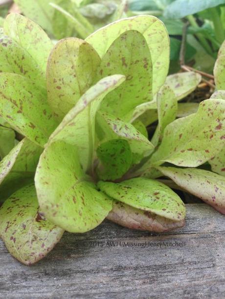 Lettuce 'Freckles'