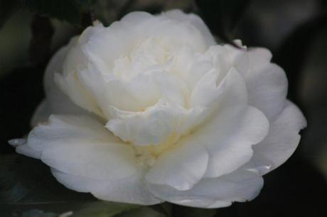 White Camellia