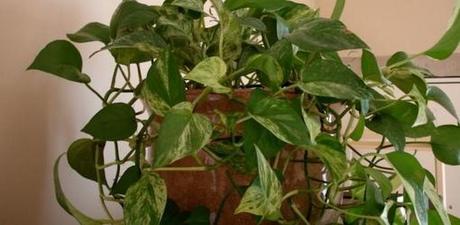 8 Ways to breathe cleaner air at home