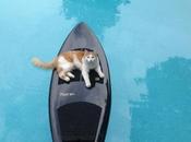 Amazing Images Surfing Cats