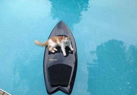 Cat on a Surfboard 