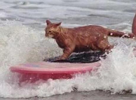 Top 10 Amazing Images of Surfing Cats