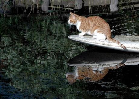 Top 10 Amazing Images of Surfing Cats