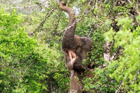 Leopard Trails: A Review of the Yala Camp and Safari Elephant eating breakfast in Yala National Park, Sri Lanka.