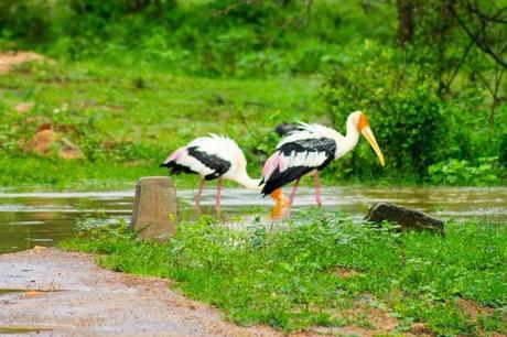 Leopard Trails: A Review of the Yala Camp and Safari Painted storks hanging out on a partially flooded road in Yala after a heavy rainfall.