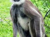 Leopard Trails: Review Yala Camp Safari