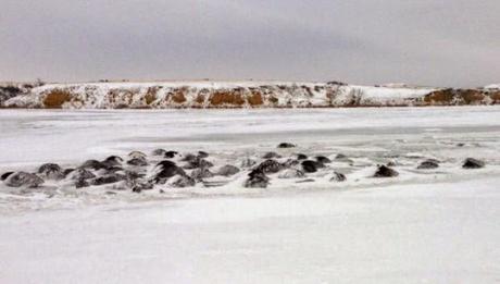 sad tale of cows drowning in ice-water mixture