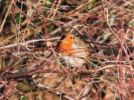 A Winters Trip to Wisley