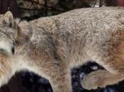 Citizen Scientists Sought Wildlife Monitoring Montana