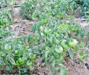 Educational Trip To Organic Oasis Farm