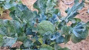 Educational Trip To Organic Oasis Farm