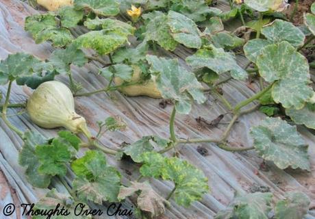 wpid-img_6809_1_wm.jpg