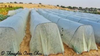 Educational Trip To Organic Oasis Farm