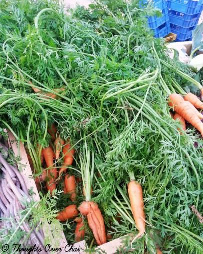 Educational Trip To Organic Oasis Farm