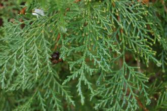 Platycladus orientalis Leaf (30/12/14, Kew Gardens, London)