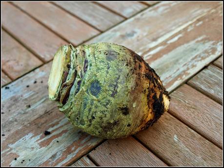 Harvest Monday - 19th Jan 2015