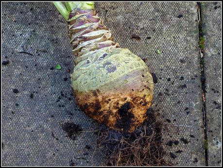 Harvest Monday - 19th Jan 2015