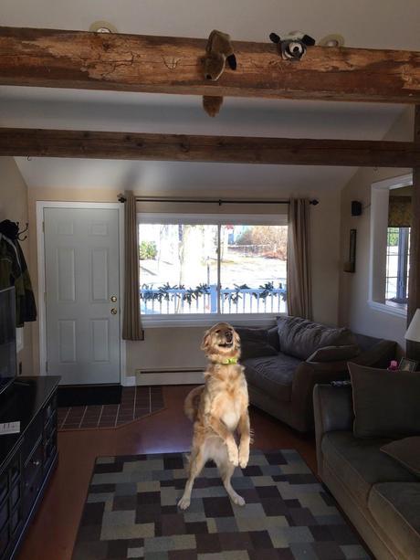 Mischievous Tricks on a Dog