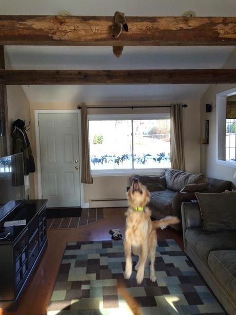 Mischievous Tricks on a Dog