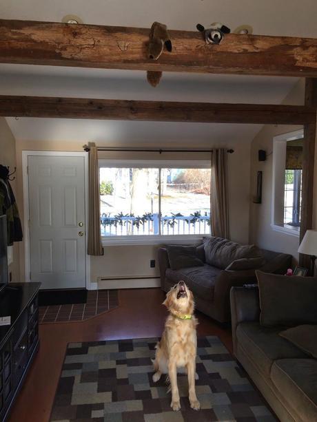 Mischievous Tricks on a Dog