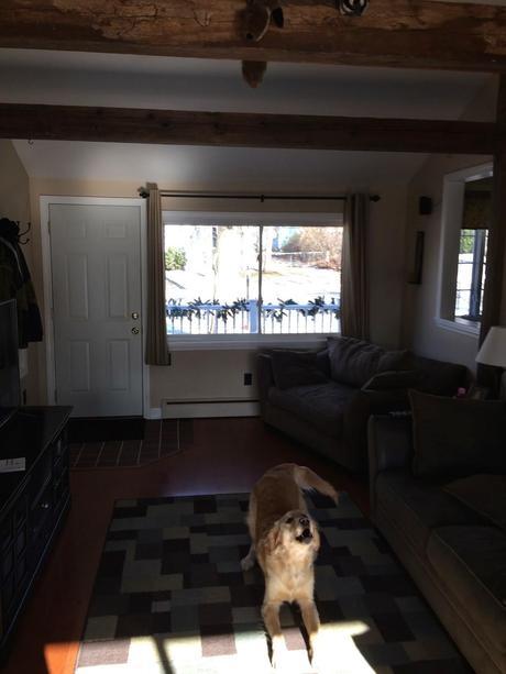 Mischievous Tricks on a Dog