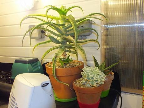 Respite from the Cold Respite from the Cold