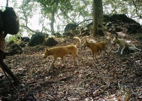 Dogs used by Malampandaram people when out collecting forest produce