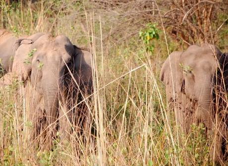 Suspicious elephants