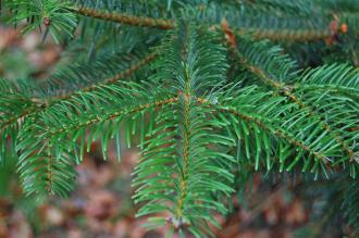 Abies sibirica Leaves (30/12/14, Kew Gardens, London)